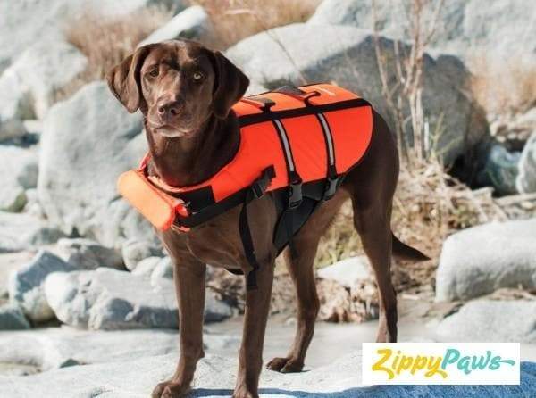 Chaleco salvavidas para perros de aventura