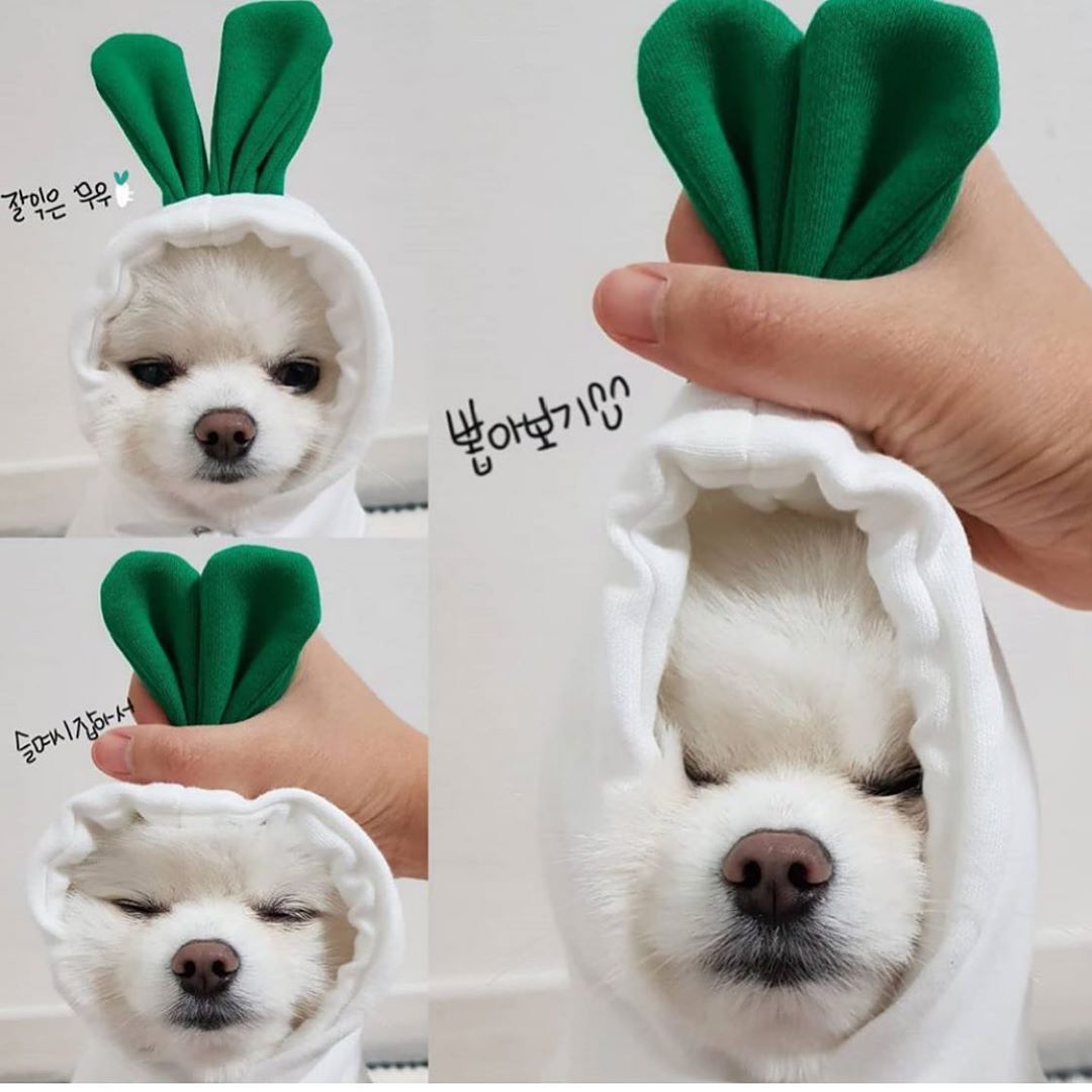 Sudadera con capucha para perro «Cute Fruit» — 7 estilos, tallas XS–2XL