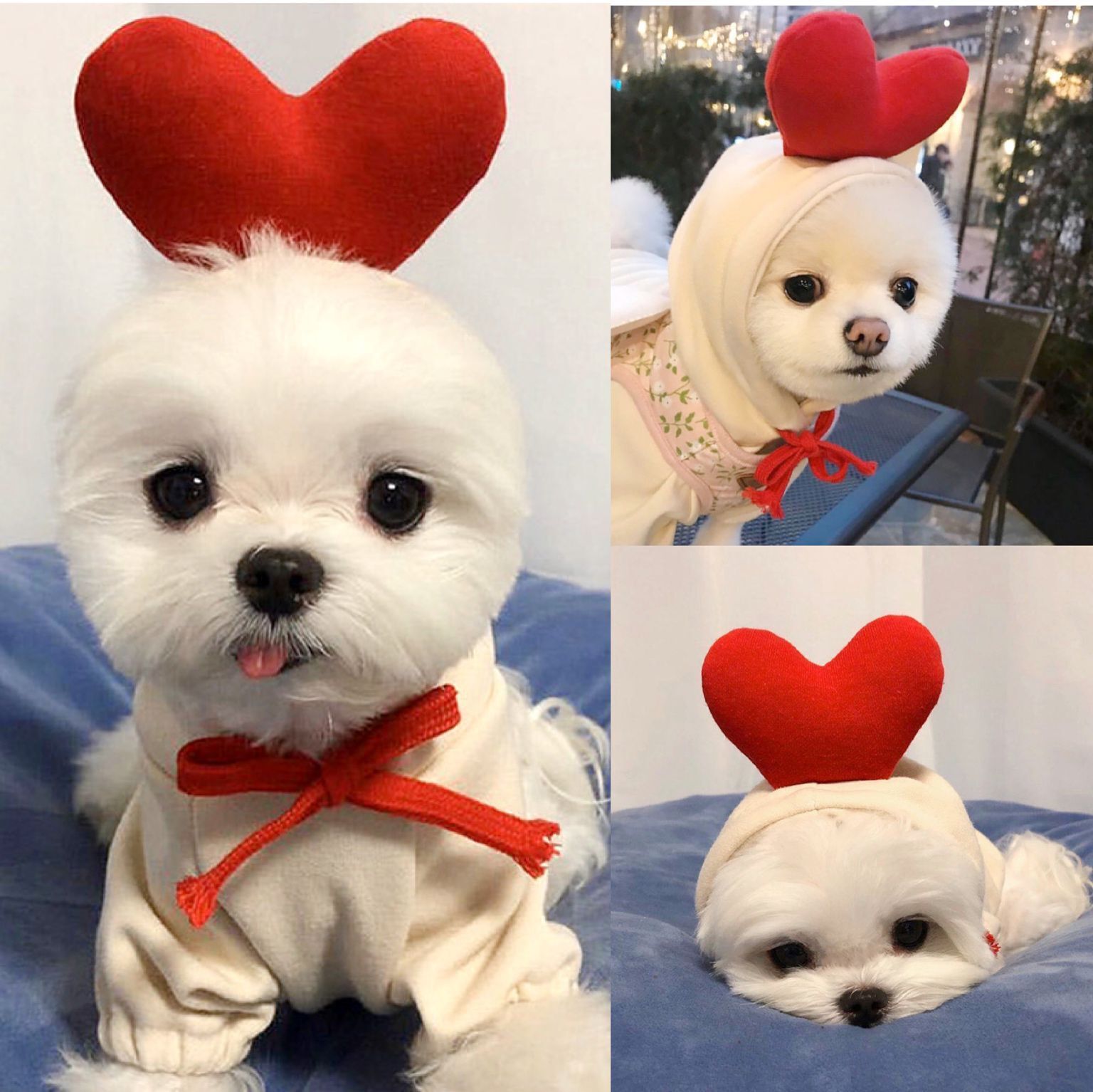 Sudadera con capucha para perro «Cute Fruit» — 7 estilos, tallas XS–2XL