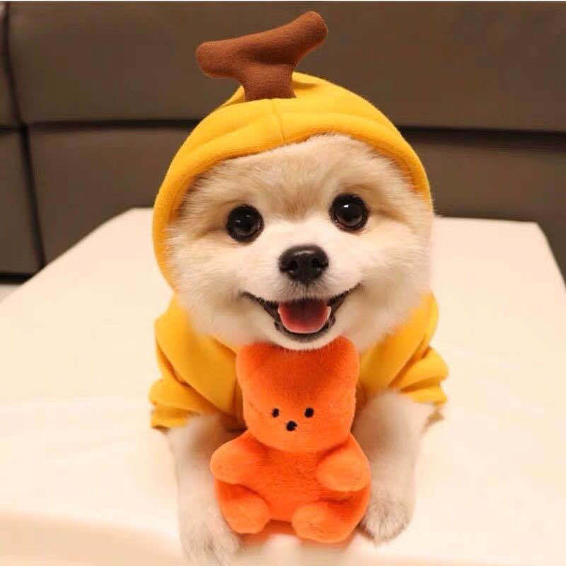 Sudadera con capucha para perro «Cute Fruit» — 7 estilos, tallas XS–2XL